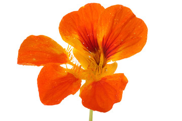 Naklejka premium Uprawa nasturcji na białym tle