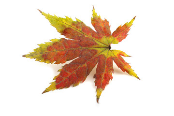 Autumn maple leaf