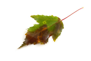 Autumn maple leaf. Acer ginnala - Amur maple