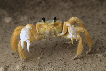 photo of the Atlantic ghost crab on the beaches of salvador, bahia, brazil