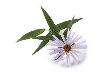 Wild aster isolated on white