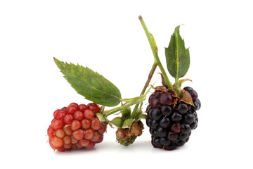 Blackberry and unripe blackberry