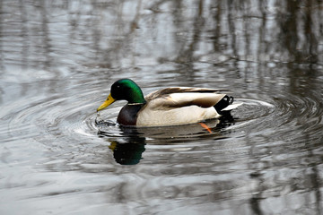 Male Mallard Dabbling in a Pond