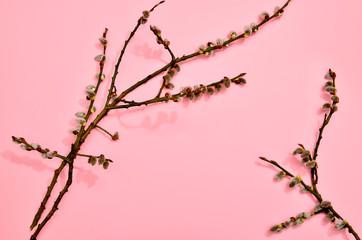 Branches of willow on pastel pink and mint blue background.