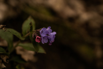 Close Up einer wunderschönen Lilafarbenen Blume am Waldboden