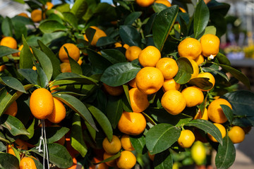 fresh oranges on the tree