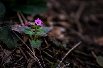 Eine Blume mit Purpurfarbenen Blüten und einem grünen Stiel am Waldboden zwischen Laub und Ästen