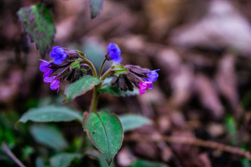 Close Up einer lilafarbenen Blume am Waldboden zwischen laub und Zweigen
