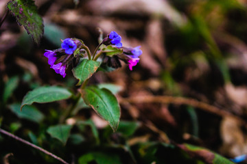 Nahaufnahme einer lilafarbenen Blume mit farbenfrohen Blüten