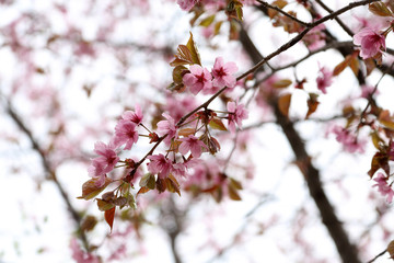 Sakura. Apricot blossom.