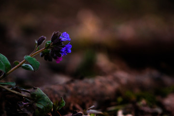 Blume mit farbenfrohen Blüten am Waldboden