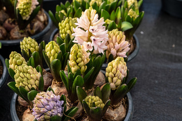 bouquet of flowers