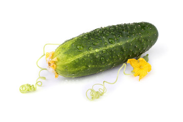 Ccucmber, tendrils and flower