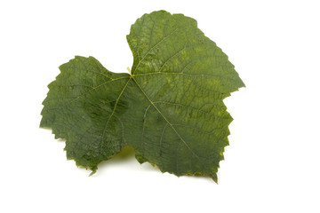 Green grape leaf