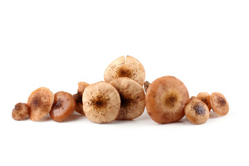 Fototapeta premium Honey fungus mushrooms