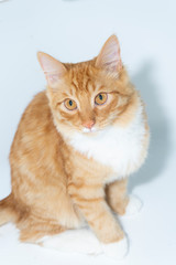One red cat sitting on a white background, serious