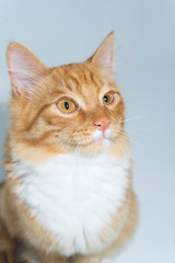 One red cat sitting on a white background, home decor