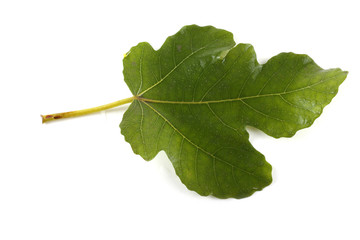 Fototapeta premium Fig leaf