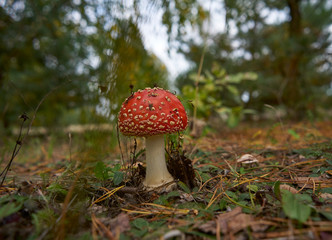 red toadstools in the forest, Amanita muscaria