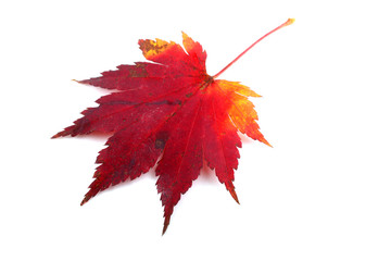 Autumn maple leaf