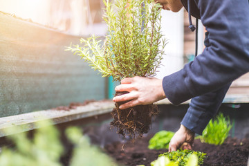 Urban gardening: Woman is planting fresh vegetables and herbs on fruitful soil in the own garden,...