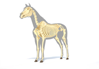 Horse Anatomy. Skeletal system.