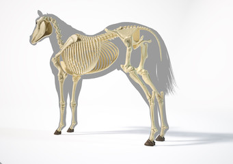 Horse Anatomy. Skeletal system. © Pixelchaos
