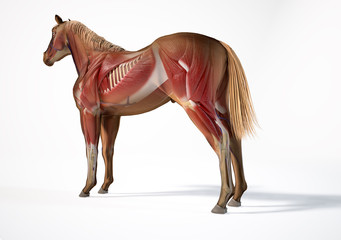 Horse Anatomy. Muscular system.