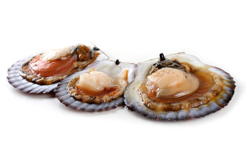 Three opened scallops