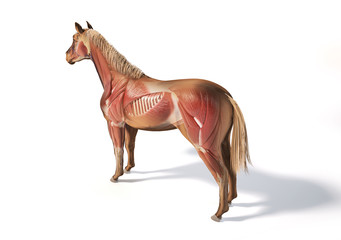 Horse Anatomy. Muscular system. © Pixelchaos