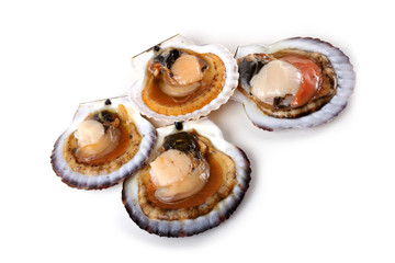 Opened scallops