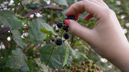 A woman picks blackberries in the summer in the yard in the meadow. Female hand reaches for a twig with a blackberry bush and tears off a ripe blackberry.Concept for home-grown fruit and vegetables