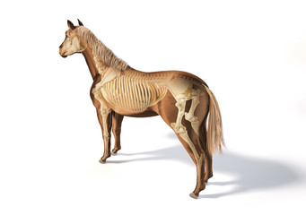 Fototapeta na wymiar Horse Anatomy. Skeletal system.