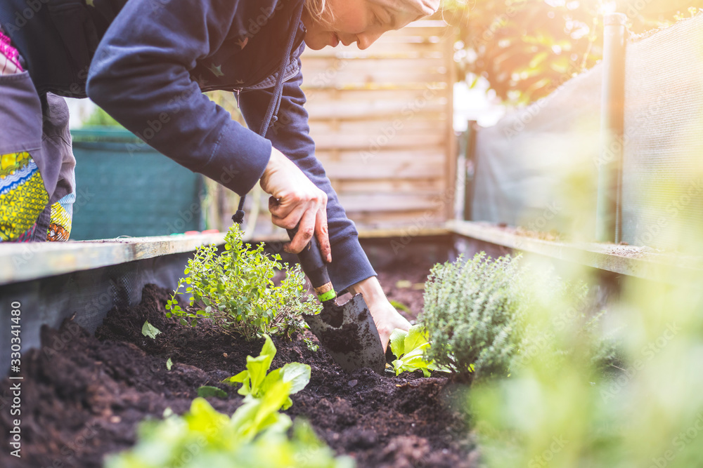 Wall mural urban gardening: woman is planting fresh vegetables and herbs on fruitful soil in the own garden, ra