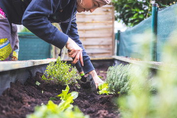 Urban gardening: Woman is planting fresh vegetables and herbs on fruitful soil in the own garden, raised bed. - 330341493