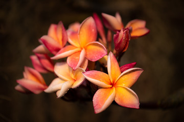 Beautiful Frangipani flowers are blooming in the garden.