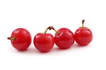 Nanking cherry