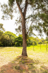 Fototapeta premium Casuarina equisetifolia, Australian pine tree, Whistling Pine Tree at Macae, Rio de Janeiro, Brazil
