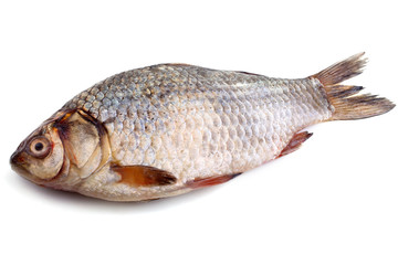 Crucian carp