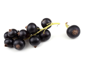 Cluster of black currant