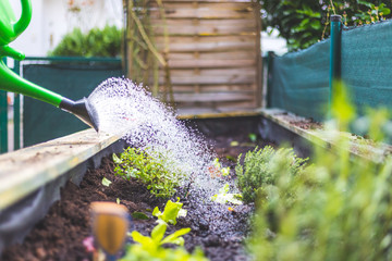 Urban gardening: Watering fresh vegetables and herbs on fruitful soil in the own garden, raised bed.