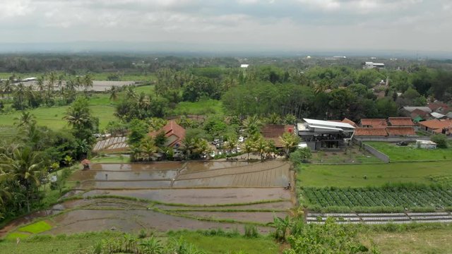 Cinematic aerial footage of green rice farm field from drone flying sideway. Bird view with small village in Java countryside, Indonesia