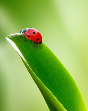 Ladybug on a green leaf on blurred green nature background. Vertical image.