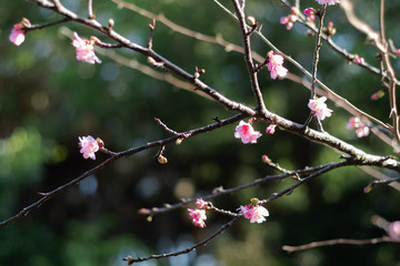 沖縄に咲く紅いヒカンザクラ、桜、寒緋桜