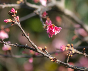 沖縄に咲く紅いヒカンザクラ、桜、寒緋桜