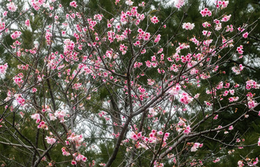 沖縄に咲く紅いヒカンザクラ、桜、寒緋桜