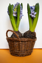 Flowers blue hyacinths in basket. Easter and spring concept. White backgroun