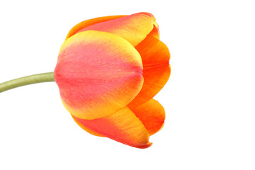 Bicolor tulip