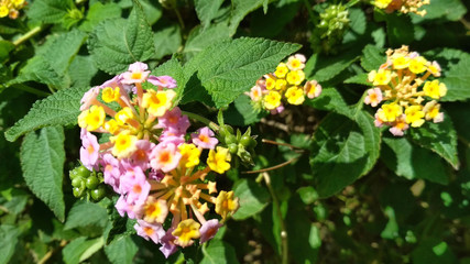A Very beautiful  flowers in a garden in Algeria, pink and yellow flowers..A beautiful  flowers  species to have in your garden through all the seasons..