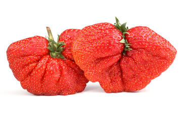 Huge strawberries